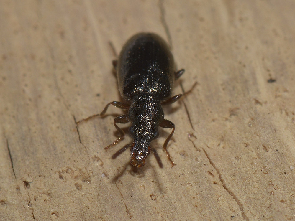 Salpingus aeneus (cf.)